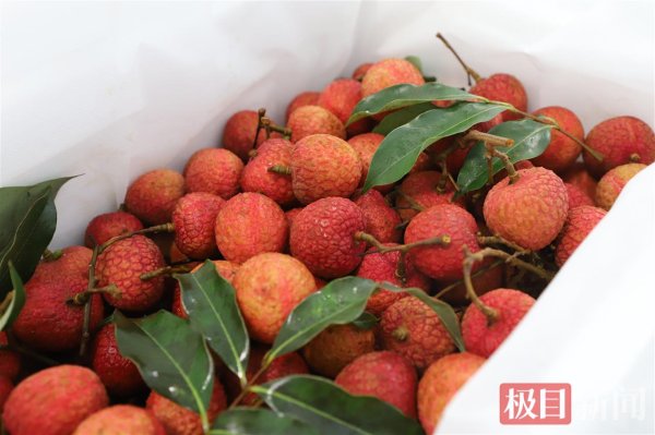 笑赢配资 花湖国际机场开通4条“荔枝航线”，每日200万颗鲜果飞全国