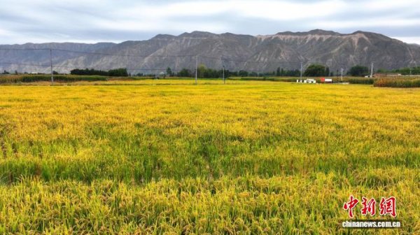 融创优配 黄河流域盐碱地“变身”丰产田 稻蟹共生蹚出致富新“稻”路