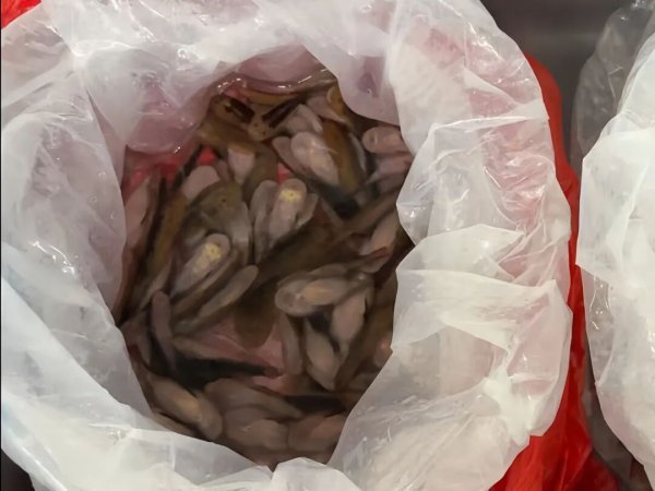 国尚策略 深圳海关在一进境女旅客黑色长裙内，查获229条活体鱼，网友：这是一条“鱼尾裙”